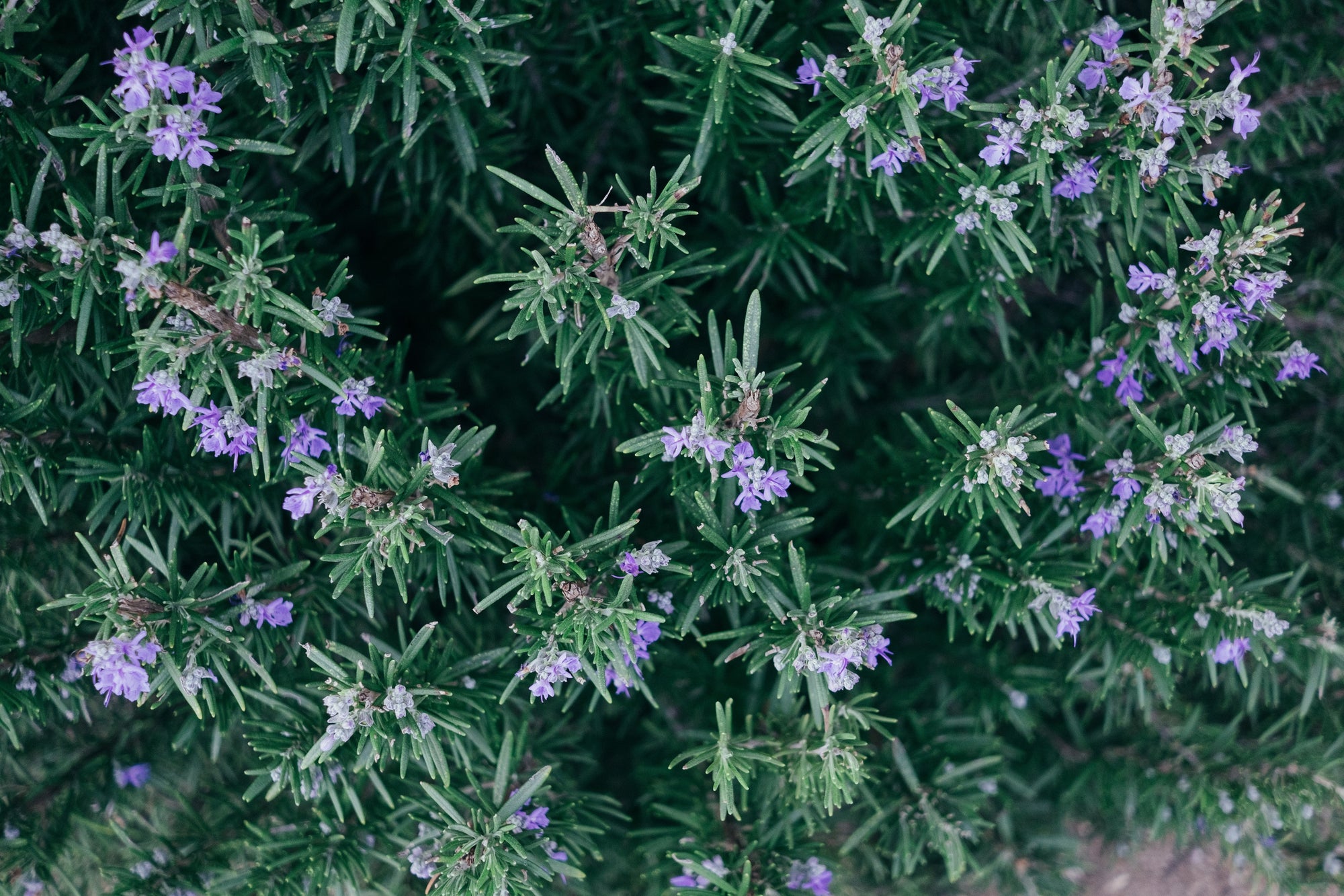 About Our ingredients: Rosemary