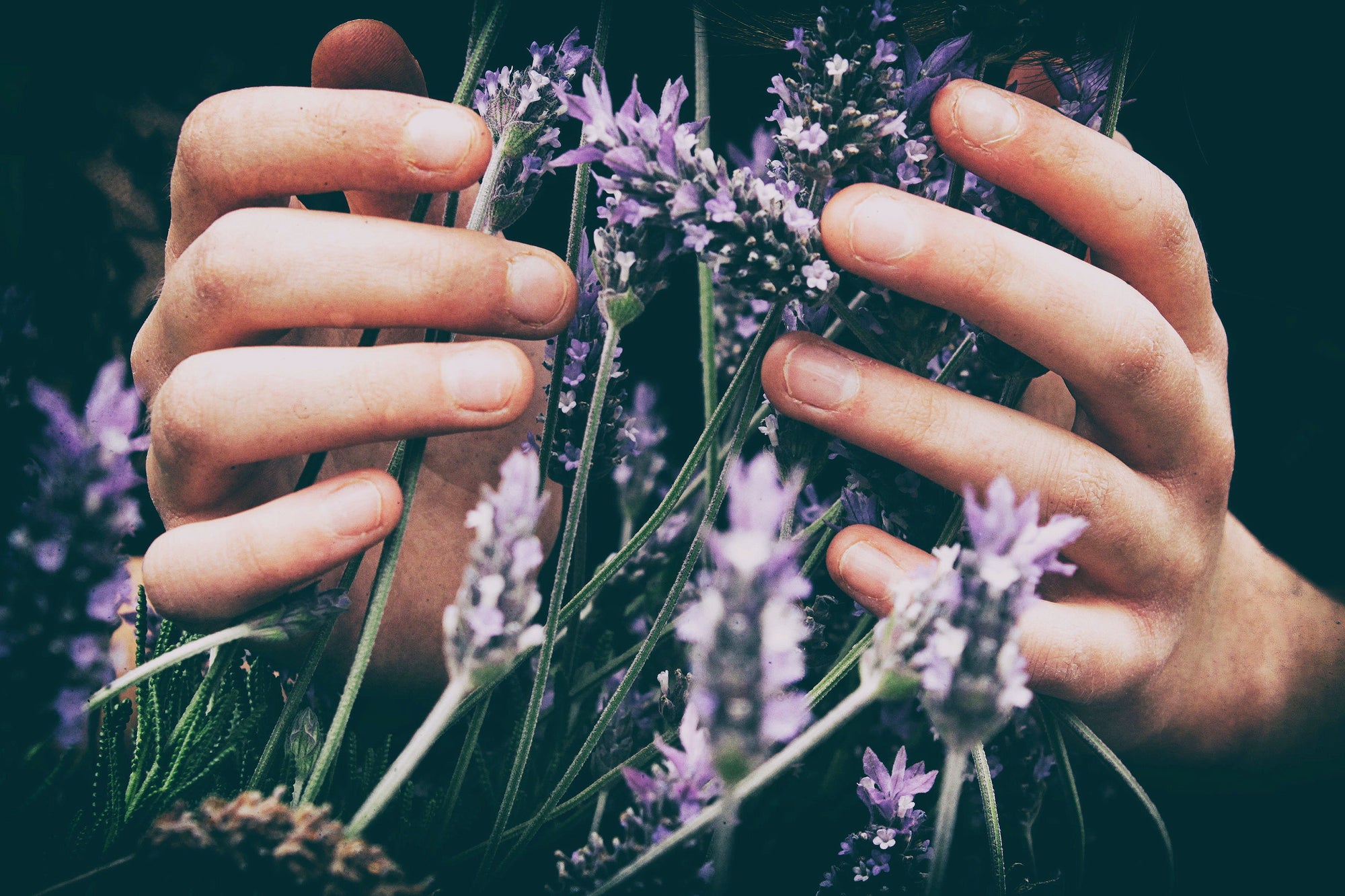 Top 3 reasons to add lavender to your routine